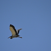 "Black-Headed Heron" Montagu, South Africa